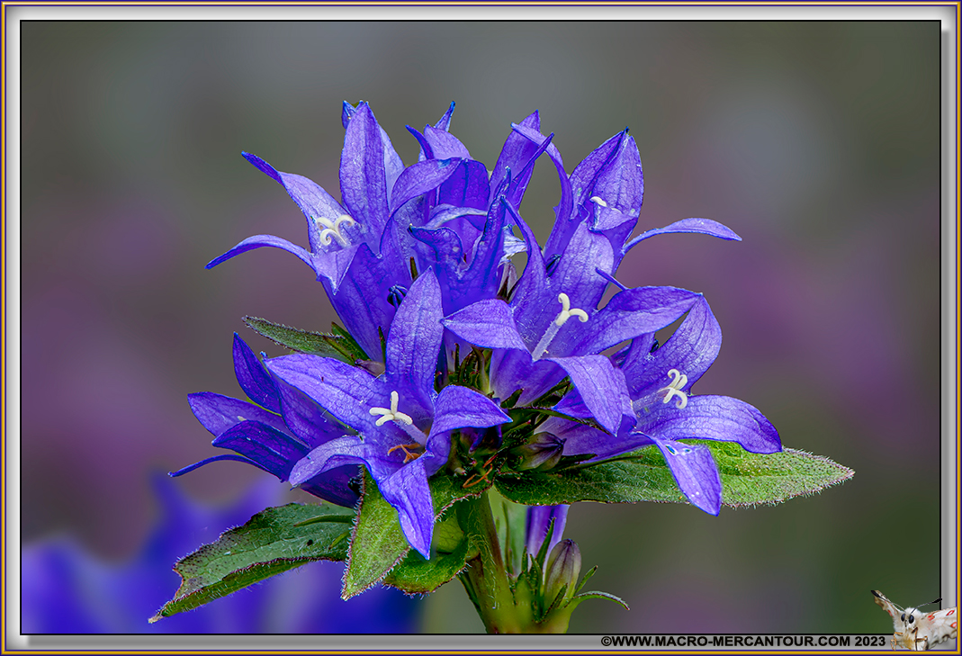 Campanule agglomérée
